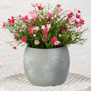 Керамическое кашпо Тиарольди 14*12 см (Edelman, Нидерланды). Артикул: 1087619