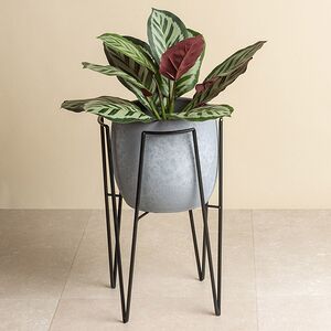 Керамическое кашпо Тиарольди 20*18 см Edelman (Эдельман) фото 2