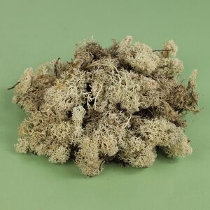 Декоративный мох светлый, 50 г (Edelman, Нидерланды). Артикул: 123006-3