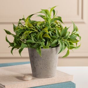 Искусственное растение в горшке Иратсеа 17 см