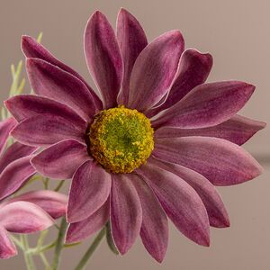 Искуcственная ветка Ромашка - Summer Freshness 65 см фуксия EDG фото 3