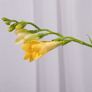 Искуcственный цветок Фрезия - Армстронг 65 см EDG (ЭДГ) фото 4