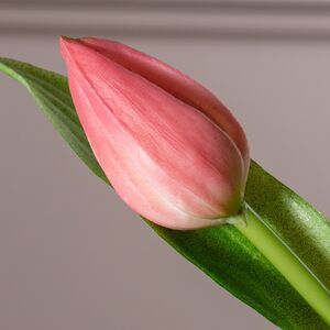 Силиконовые цветы Тюльпаны Piccola Ragazza 5 шт, 28 см бледно-розовые EDG фото 5