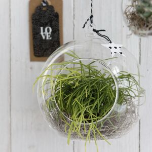 Стеклянный шар для декора Мелоне 14 см Ideas4Seasons (Идеас Фор Сезонс) фото 4