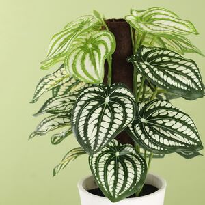 Искусственное растение в горшке Watermelon 25 см Koopman фото 2