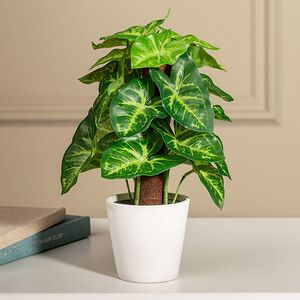 Искусственное растение в горшке Сингониум 25 см Koopman (Купман) фото 1