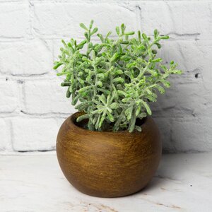Искусственное растение в горшке Morgana - Крассула 13 см Hogewoning фото 1