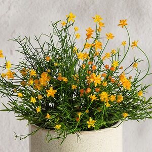 Искусственный цветок в горшке Хатиора 25 см, желтый Summer Deco фото 2