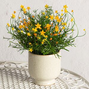 Искусственный цветок в горшке Хатиора 25 см, желтый
