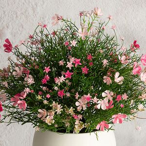 Искусственный цветок в горшке Джиноза 36 см, розовый Summer Deco фото 2