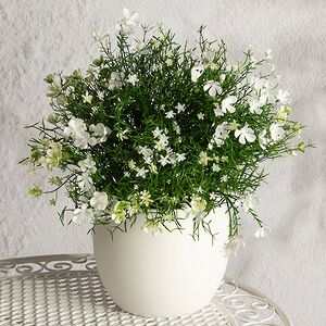 Искусственный цветок в горшке Лобелия 36 см, белый