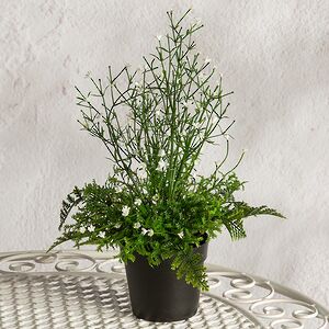 Искусственный цветок в горшке Аспарагус 28 см Summer Deco фото 4