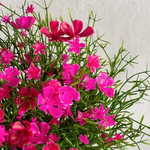 Искусственные цветы в горшке Флоксы розовые 23 см Summer Deco фото 6