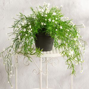 Искусственный подвесной куст Midleton Stone 43 см, белый Summer Deco фото 4