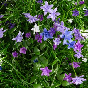 Искусственный цветок в кашпо Matera - Нежный Сонет 43 см Summer Deco фото 6