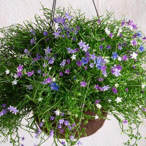 Искусственный цветок в кашпо Matera - Нежный Сонет 43 см Summer Deco фото 5