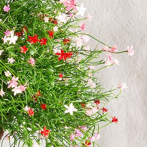 Искусственный цветок в кашпо Matera - Цветочный Коктейль 43 см Summer Deco фото 5