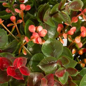 Искусственный цветок в горшке Harwich 22 см Summer Deco фото 5