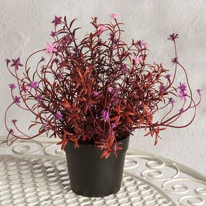 Искусственный цветок в горшке Tivoli - Цветочный Бал 23 см Summer Deco фото 3