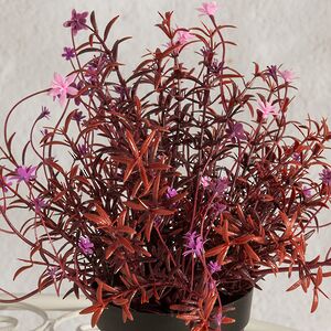 Искусственный цветок в горшке Tivoli - Цветочный Бал 23 см Summer Deco фото 2