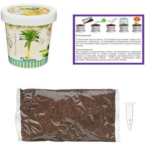 Набор для выращивания дерева Пальма Rostokvisa (Ростоквиса) фото 3