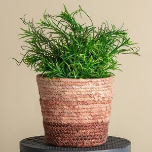 Искусственное растение в горшке Самшит 29 см черный Boltze (Больтце) фото 5