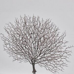 Искусственная ветка Corallo Chic 58 см EDG фото 1