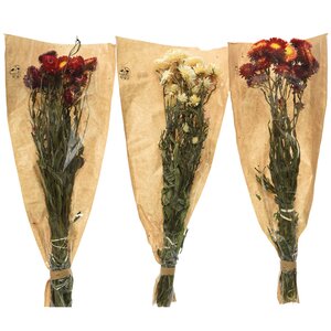 Сухоцветы для букетов Гелихризум 50 см красный Kaemingk фото 3