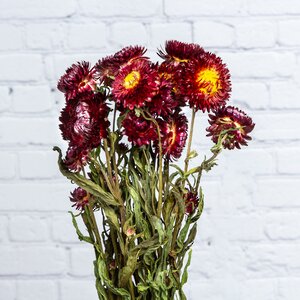 Сухоцветы для букетов Гелихризум 50 см красный (Kaemingk, Нидерланды). Артикул: ID57715