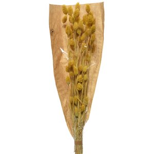 Сухоцветы для флористики Фаларис 50 см желтый