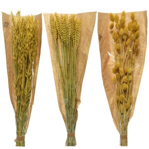 Сухоцветы для букетов Пшеница 50 см желтая Kaemingk фото 2