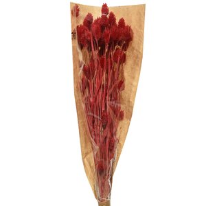 Сухоцветы для флористики Фаларис 50 см красный