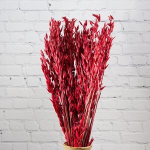 Сухоцветы для флористики Овес 50 см красный
