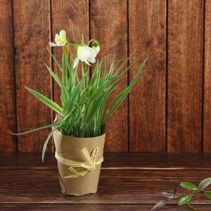 Искусственный цветок в горшке Подснежник Сахарное Облако 20 см (Kaemingk, Нидерланды). Артикул: 800210-3