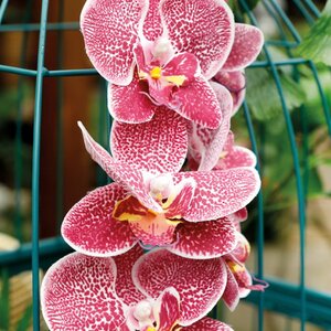 Искусственный цветок Орхидея Aphrodite 77 см Kaemingk фото 3