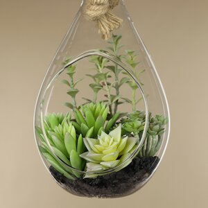 Декоративный подвесной флорариум Morrigan: Гастерия 24 см Kaemingk фото 2