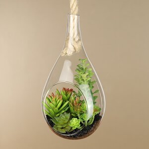 Декоративный подвесной флорариум Morrigan: Седум 24 см Kaemingk фото 1