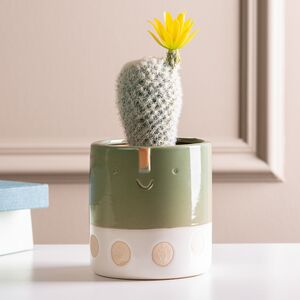 Искусственный кактус в горшке Цереус Солнечный Цветок 19 см Kaemingk фото 2