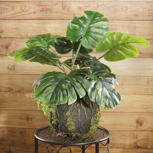 Искусственная монстера в кокедаме Борсиджана 60 см (Kaemingk, Нидерланды). Артикул: 801090