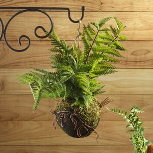 Искусственный папоротник в кокедаме Делавэрский Адиантум 35*28 см (Kaemingk, Нидерланды). Артикул: 801091-2