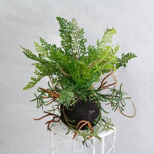 Искусственный папоротник в кокедаме Фриллия 48 см (Kaemingk, Нидерланды). Артикул: 801285-2