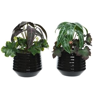 Композиция из искусственных цветов Алоказия Пурпурная 25 см Kaemingk (Кейминг) фото 6