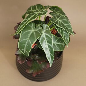 Композиция из искусственных цветов в горшке Алоказия Зелёная 25 см Kaemingk (Кейминг) фото 3