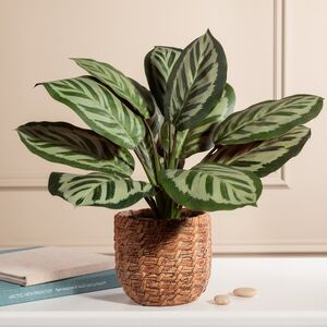 Искусственное растение в горшке Калатея 38 см