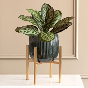 Искусственное растение в горшке Калатея 38 см Kaemingk (Кейминг) фото 3