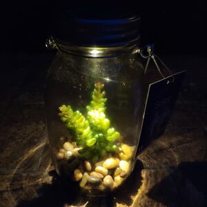 Подвесной светильник-банка на солнечной батарее Solar Флоранс с Седумом 18 см, IP44 Kaemingk фото 2