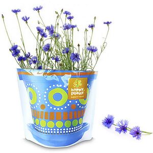 Набор для выращивания Василек Луговой Happy Plant (Хэппи Плант) фото 2