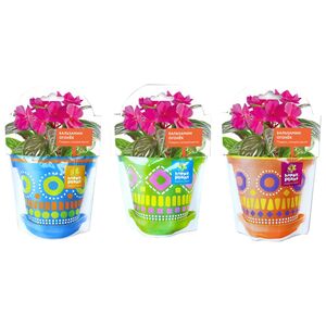 Набор для выращивания Бальзамин огонек (Happy Plant, Россия). Артикул: hpd-3