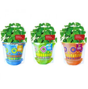 Набор для выращивания Мелисса лимонная (Happy Plant, Россия). Артикул: hpd-7