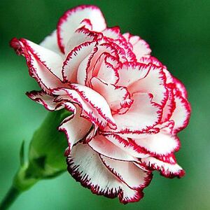 Набор для выращивания Гвоздика Rostokvisa фото 2